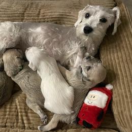 "Eating with mom" Miniature Schnauzer Puppies from D&D Mini Schnauzers