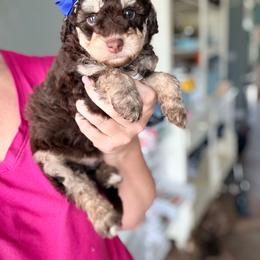 Adrina - Phantom female Goldendoodle puppy in Marion, Ohio from Doodles & Doxies