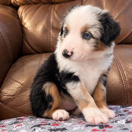 Sirius - Blue merle male Miniature Australian Shepherd puppy in Luling, Texas from Little Wood Toy and Mini Aussies