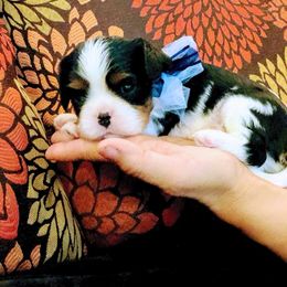 Cavalier King Charles Spaniel Puppies from Amber Field Cavaliers