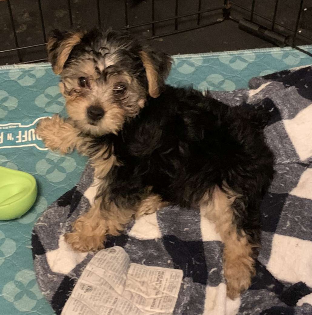 Yorkshire Terrier Puppies from Hilly Acres Farm