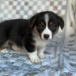 Iggy- natural bobtail - Blue male Pembroke Welsh Corgi puppy in Hope, Arkansas from Foxy Knoll Farm