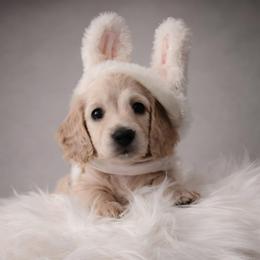 Cream Female - Pet Only - Limited AKC - Cream female Dachshund puppy in Nashville, Tennessee from Farmhouse Sausages - Located in TN delivers all over US