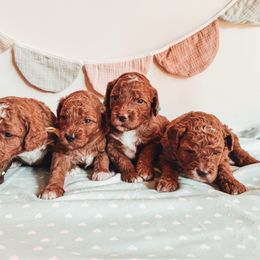 Poodle puppies from Freckle Paw Family