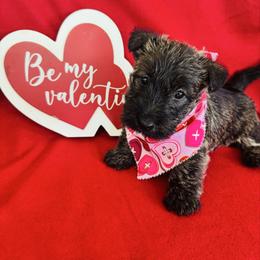 Girl 1: Light Brindle - Brindle female Scottish Terrier puppy in Scurry, Texas from Starlight Scotties of Texas