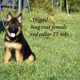Red collar - Black and red female German Shepherd puppy in Chrisney, Indiana from Indiana German Shepherds