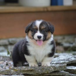 Pembroke Welsh Corgi Puppies from C&G Corgis