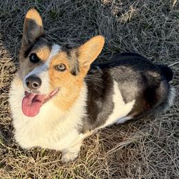 Kas Jax Tuck Cassie - Pembroke Welsh Corgi
