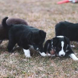 Border Collie Puppies from RockIt Border Collies