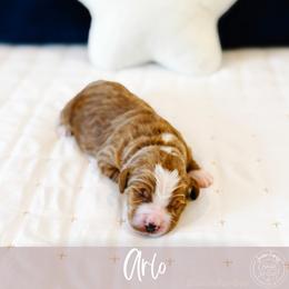 Arlo - Red  male Goldendoodle puppy in Mahomet, Illinois from Jordan Family Doodles