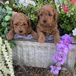 Cavapoo, Goldendoodle, and Poodle Puppies from Desert Valley Doodles