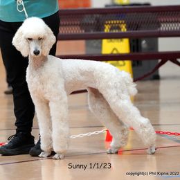Poodle puppies from Furball Forest Poodles