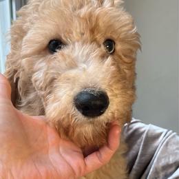 Charlene - Cream female Goldendoodle puppy in Clarksville, Tennessee from Golden Pine Designer Doodles