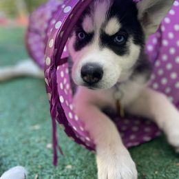 Siberian Husky Puppies from Phresh Pharm Husky Ranch