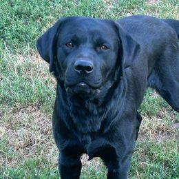 Rip - Labrador Retriever