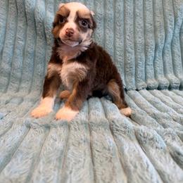 Boy 1 - Chocolate male Chinese Crested puppy in Aberdeen, Idaho from Willow Creek Cresteds