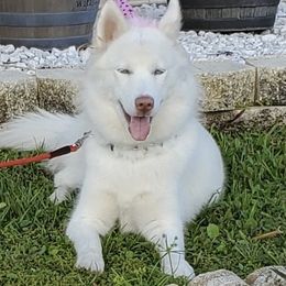 Winter - Siberian Husky