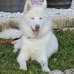 Winter - Siberian Husky