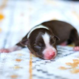 Lore (full tail) - Red tri-color female Miniature American Shepherd puppy in Battle Ground, Washington from Casita Miniature American Shepherds