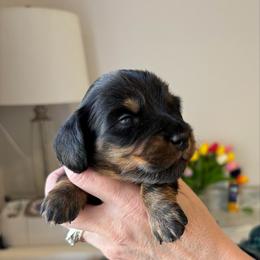 Pink - Black and tan female Dachshund puppy in Meridian, Idaho from Schön Duchshund