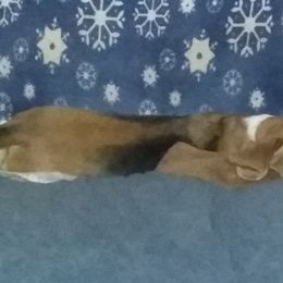 Beagle Puppies from Fan Woods.