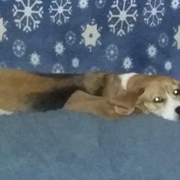 Beagle Puppies from Fan Woods.