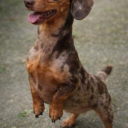 Cheyenne - Dachshund