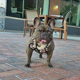 Lizzie - French Bulldog
