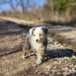 Ajax - Blue merle male Miniature Australian Shepherd puppy in Macomb, Missouri from Faunus Farms and Aussies