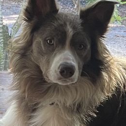 Border Collie Puppies from Collie Wood Hills