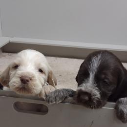 Spinone Italiano puppies from Michigan Spinone