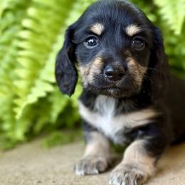Dachshunds from Paw-sitive Pups