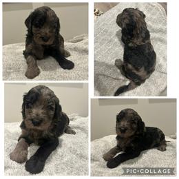 Blue Merle Girl - Merle female Goldendoodle puppy in Lancaster, South Carolina from Silver Hill Farm SC