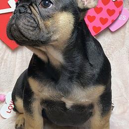 French Bulldog Puppies from Priscilla's Frenchies