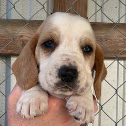 Brown collar - Red and white male Basset Hound puppy in Kenansville, Florida from Fancy Hounds