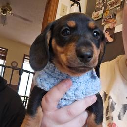 Dachshund Puppies from Cains River Valley Dachshunds