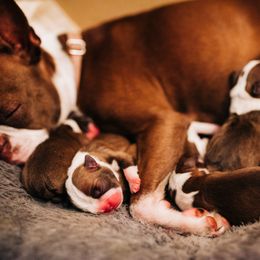 Boston Terrier Puppies from Olive and Co. Boston Terriers