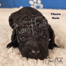 Thorn - Black male Labradoodle puppy in Peyton, Colorado from Grace N Faith Doodles