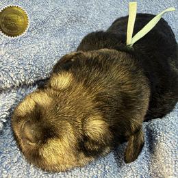 Dalton - Salt and pepper male Miniature Schnauzer puppy in Frankford, Delaware from Miniature Schnauzers of Delmarva