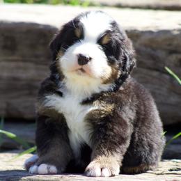 Brown male - Black rust and white male Bernese Mountain Dog puppy in Winigan, Missouri from Home Sweet Bernese