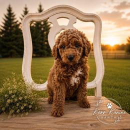 Teddy - Apricot male Goldendoodle puppy in Ashton, Idaho from Kerr Kanine Ranch