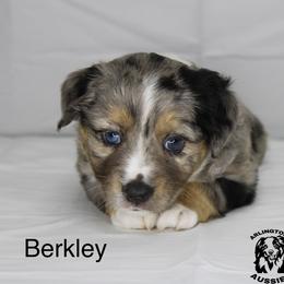 Fidget - Blue merle Miniature Australian Shepherd puppy in Largo, Florida from Arlington's Aussies
