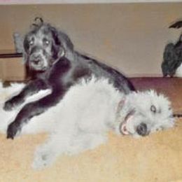 Irish Wolfhounds from Carroy Kennels Irish Wolfhounds