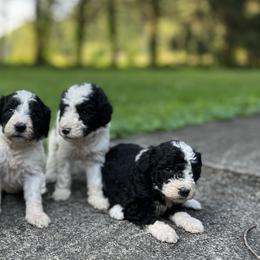 Bernedoodles, Goldendoodles, and Sheepadoodles from Doodles in PA