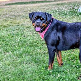 Sascha - Rottweiler