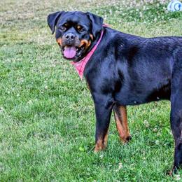 Sascha - Rottweiler