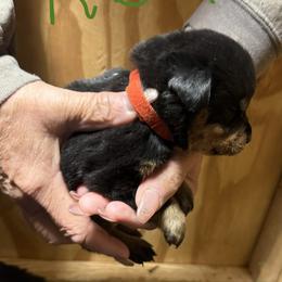 Girl 3 - Black and mahogany female Rottweiler puppy in Cartersville, Virginia from Vom Heldenhaft Rottweilers
