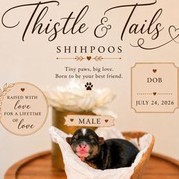 Murdock - Black gold and white male Shihpoo puppy in Hudson, Florida from Thistle & Tails Shihpoos