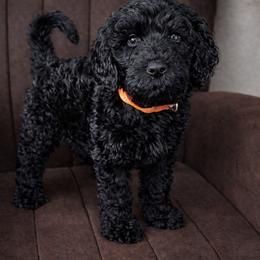 Harvard - Black male Goldendoodle puppy in Humble, Texas from Simply Dane Doodles