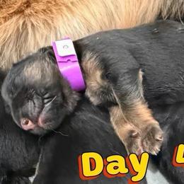 Boy 3 (PURPLE) - Black and red male German Shepherd puppy in Davie, Florida from Vom Broward Haus